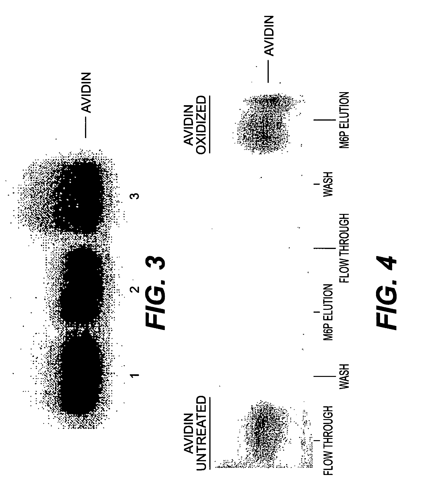 Methods for introducing mannose 6-phosphate and other oligosaccharides onto glycoproteins and its application thereof