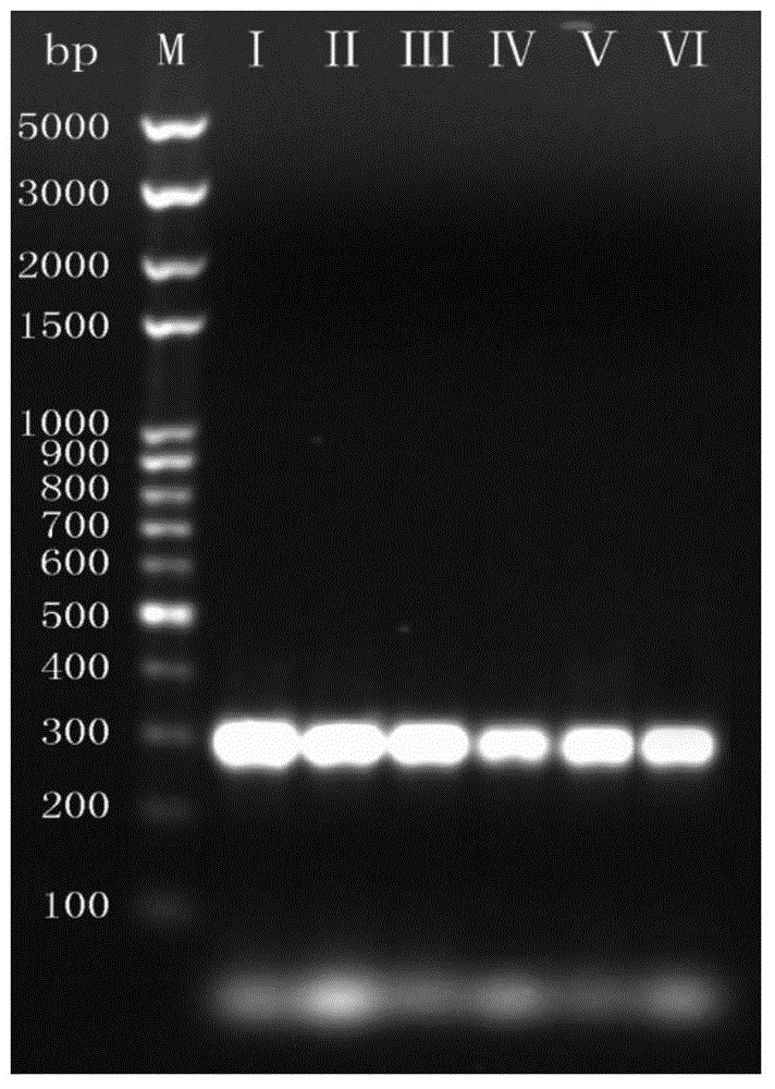 Method for detecting fungal flora during Liupu tea processing process