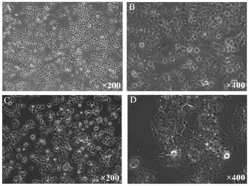 Hepatocellular carcinoma lenvatinib drug-resistance cell strain and preparation method and application thereof