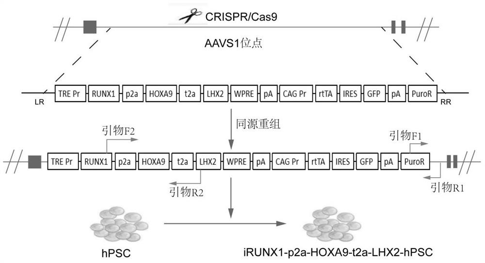 A kind of preparation method and application of human hematopoietic progenitor cells with B lineage differentiation potential