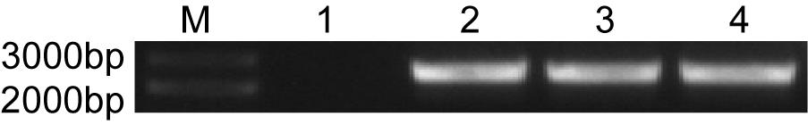 A kind of preparation method and application of human hematopoietic progenitor cells with B lineage differentiation potential