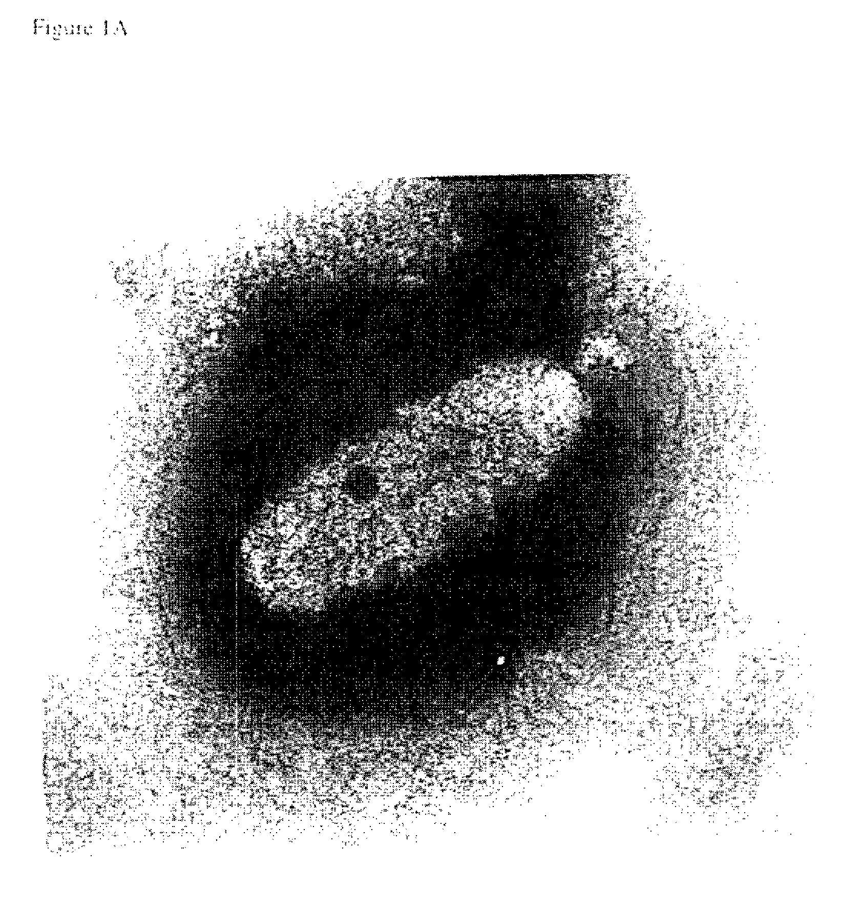 Proteins derived from white spot syndrome virus and uses thereof