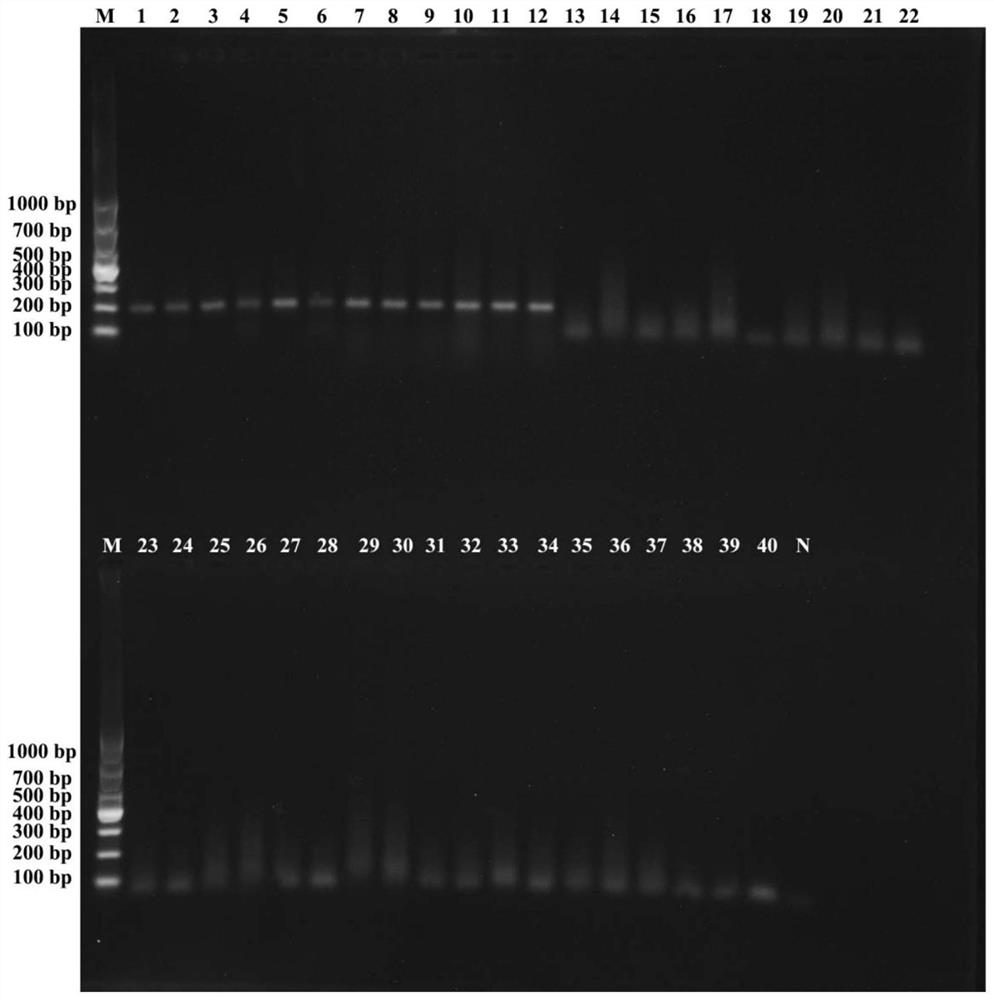 Primer combination for PCR (Polymerase Chain Reaction) identification of long-noded pit viper medicinal material, standard decoction and traditional Chinese medicine formula granules as well as application and identification method of primer combination