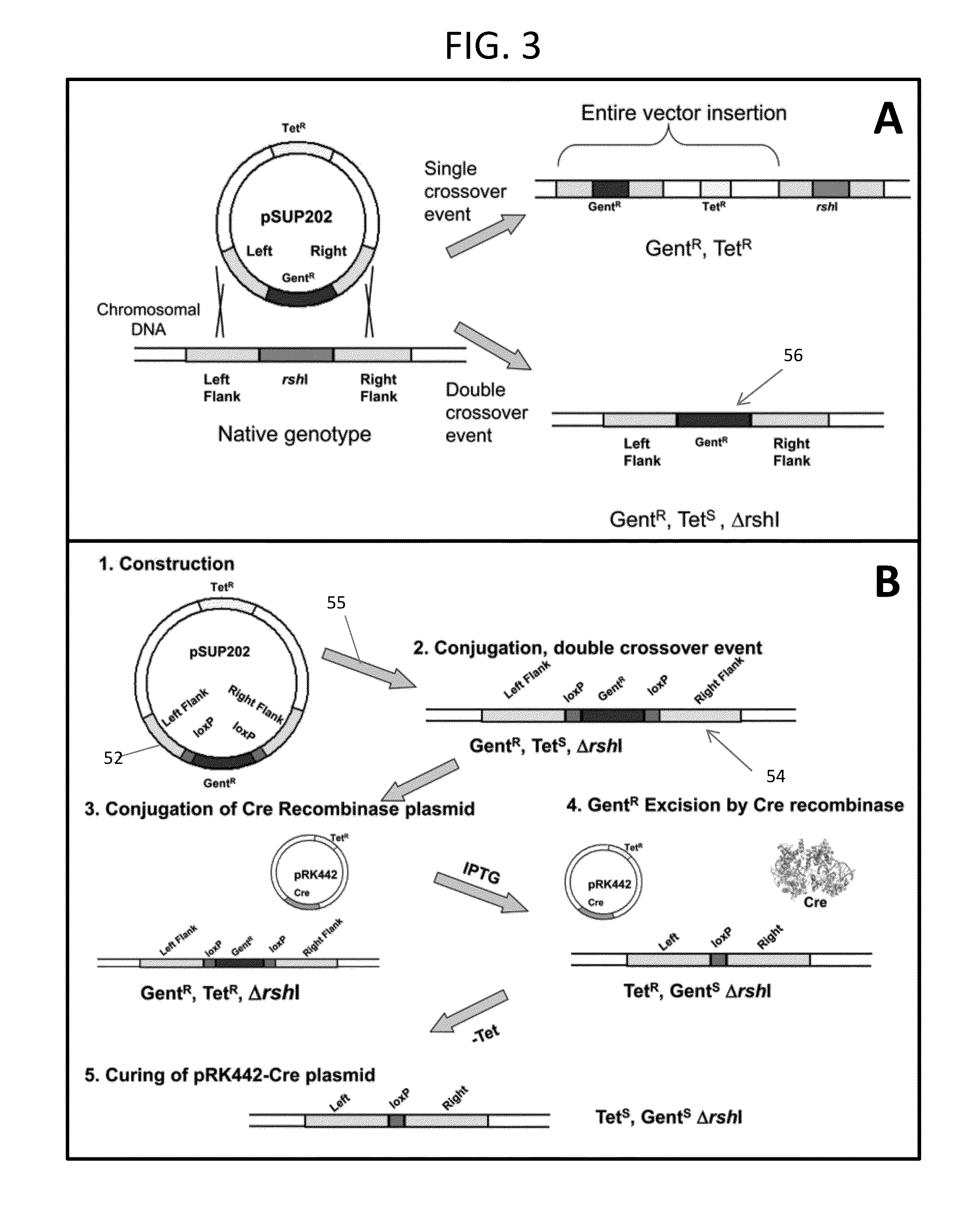 Transformable rhodobacter strains, method for producing transformable rhodobacter strains