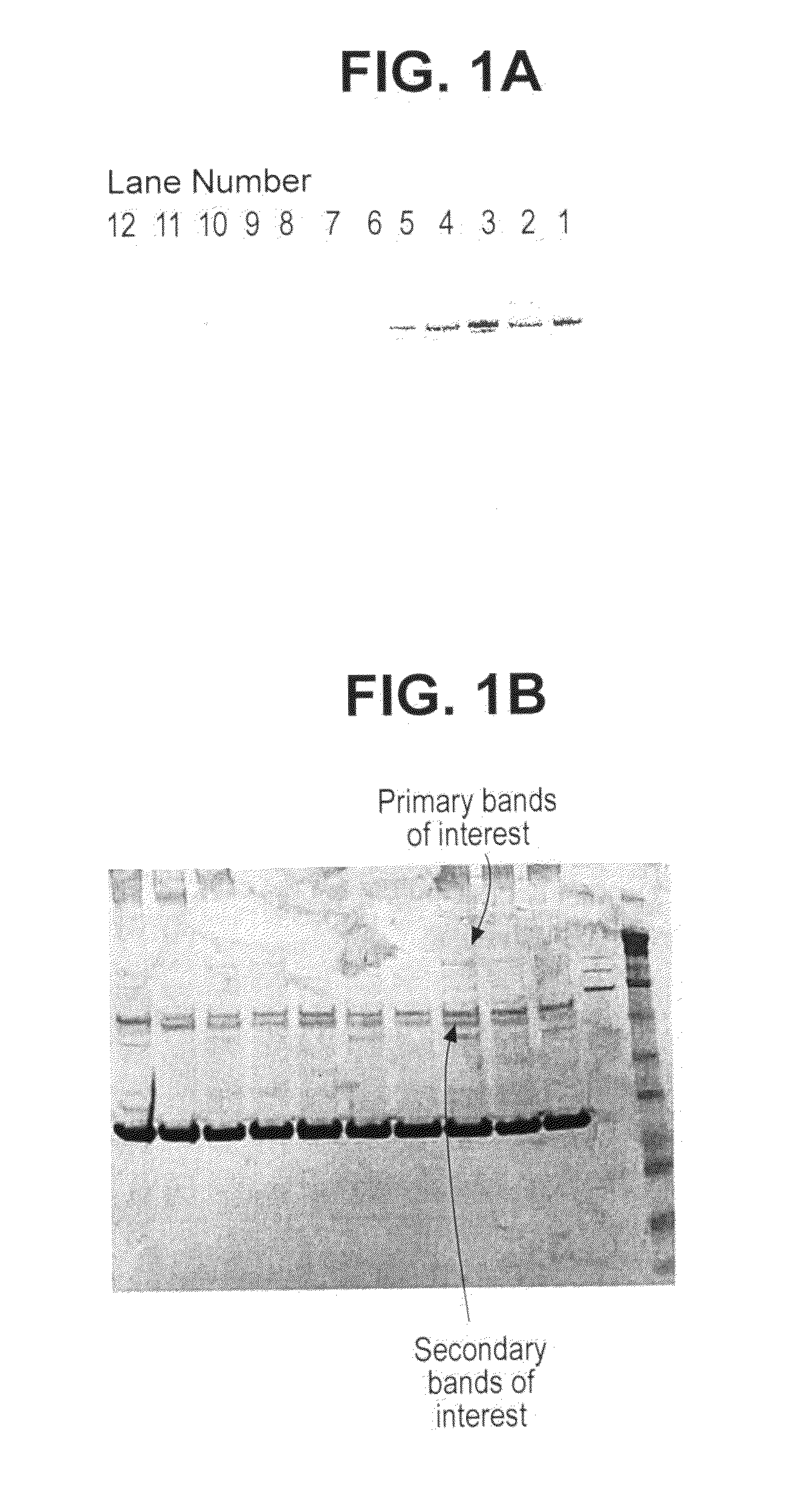 Torque teno virus (TTV) isolates and compositions