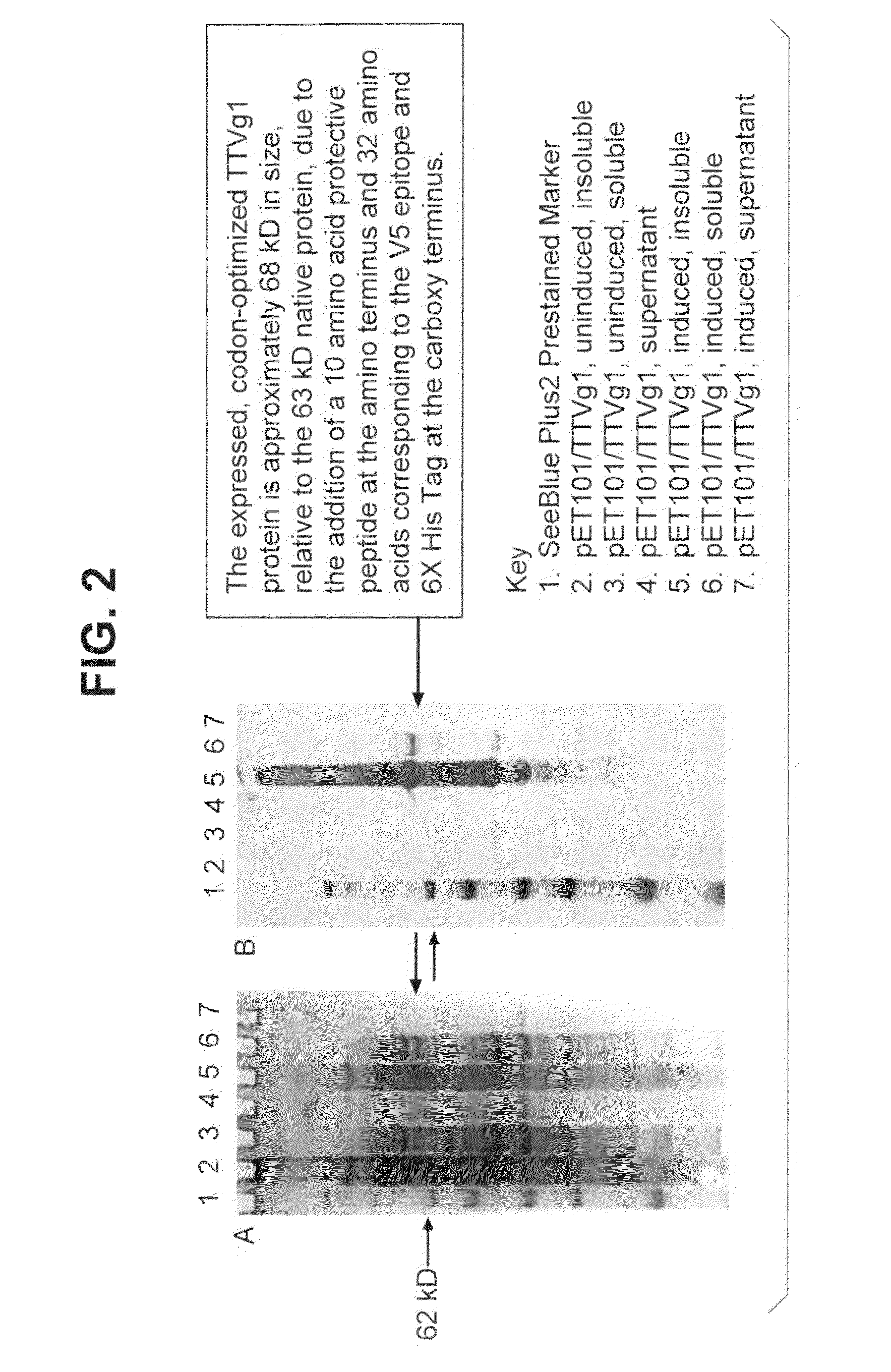 Torque teno virus (TTV) isolates and compositions