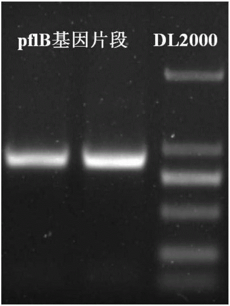 An engineering bacterium for knocking out pyruvate formate lyase gene and its application