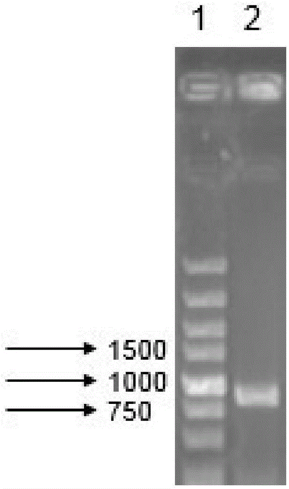 Burkholderia jiangsuensis strain, organophosphorus ester hydrolase and gene of organophosphorus ester hydrolase, and application of organophosphorus ester hydrolase in degradation of organophosphorus pesticide