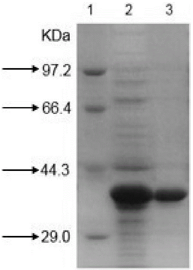 Burkholderia jiangsuensis strain, organophosphorus ester hydrolase and gene of organophosphorus ester hydrolase, and application of organophosphorus ester hydrolase in degradation of organophosphorus pesticide