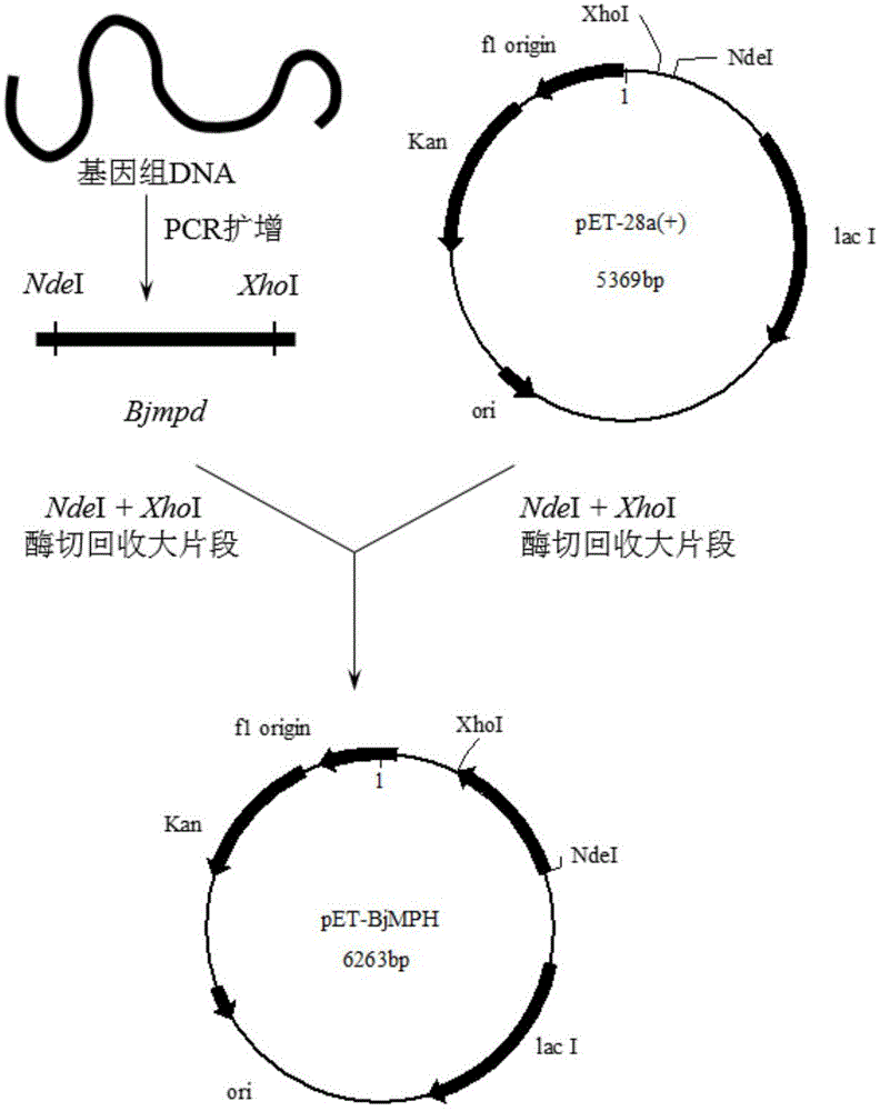 Burkholderia jiangsuensis strain, organophosphorus ester hydrolase and gene of organophosphorus ester hydrolase, and application of organophosphorus ester hydrolase in degradation of organophosphorus pesticide