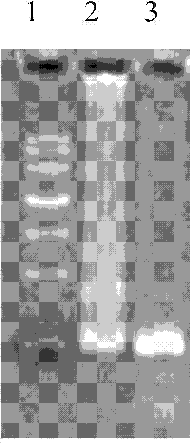 Phaffia rhodozyma strain obtained by efficiently over-expressing endogenous astaxanthin synthetase gene