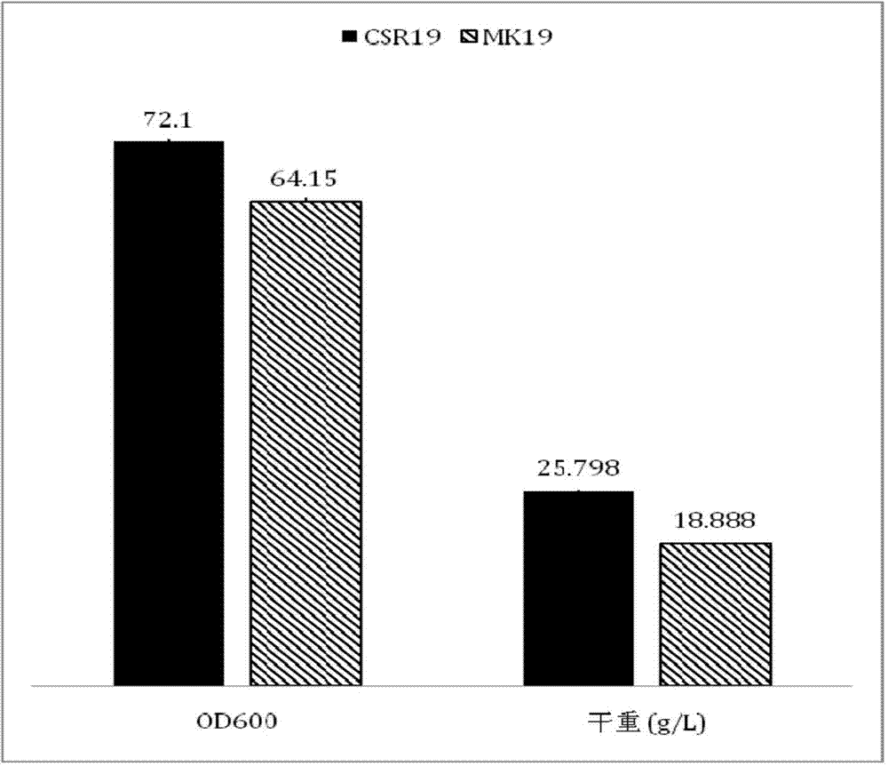 Phaffia rhodozyma strain obtained by efficiently over-expressing endogenous astaxanthin synthetase gene