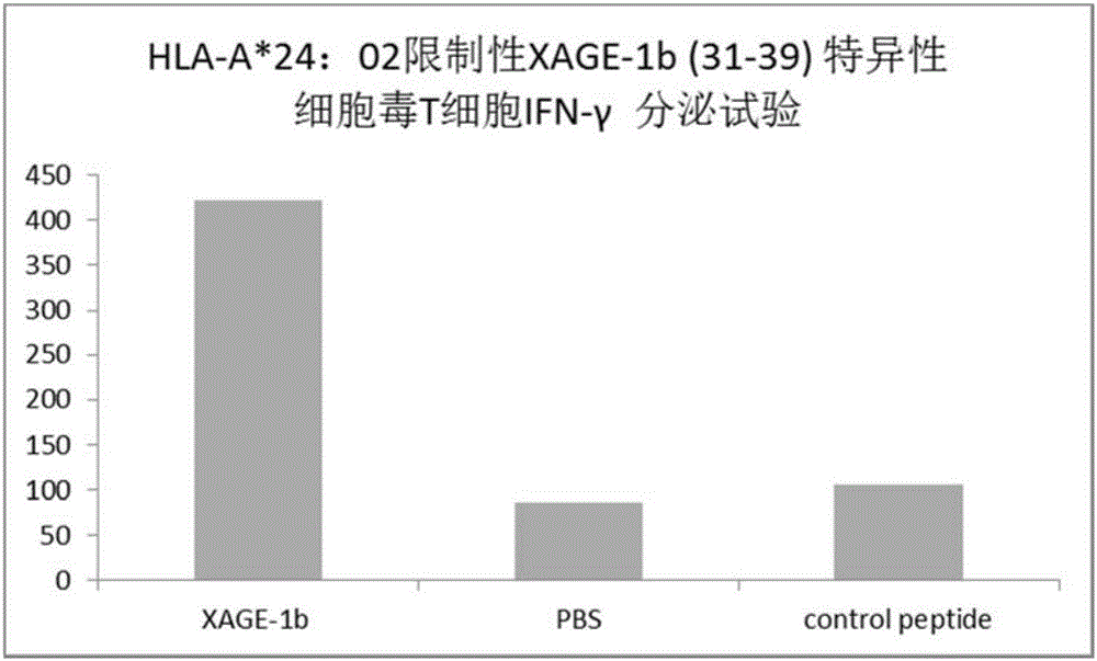 Tumor associated antigen XAGE-1b short peptide and application thereof