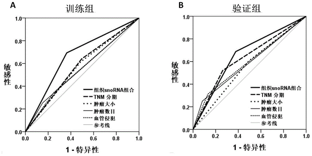 Marker composed of tissue snoRNA and kit used for predicting liver cancer recurrence risk