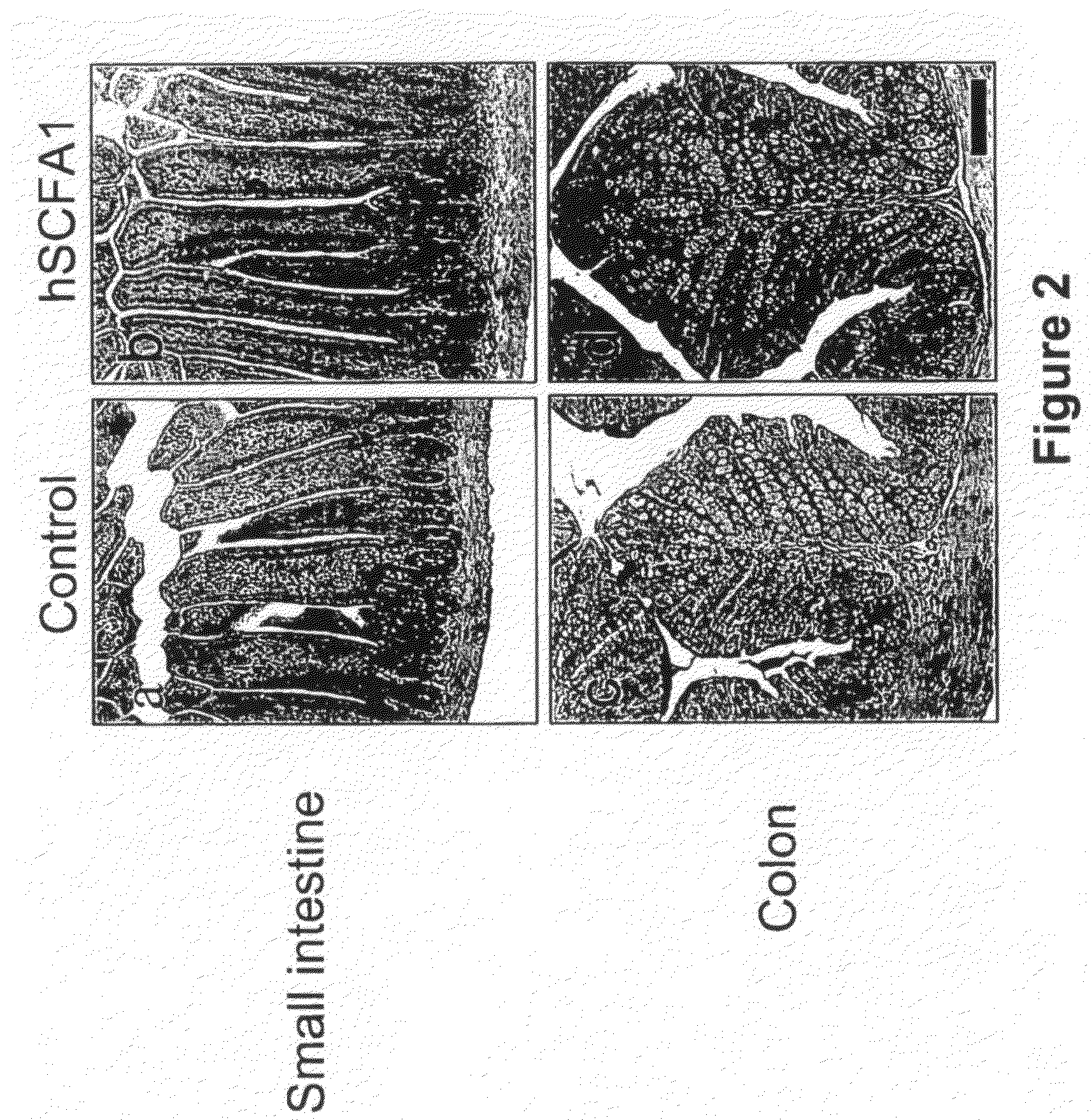 Stem Cell Factor-Like Protein Scfa1 and Uses Thereof