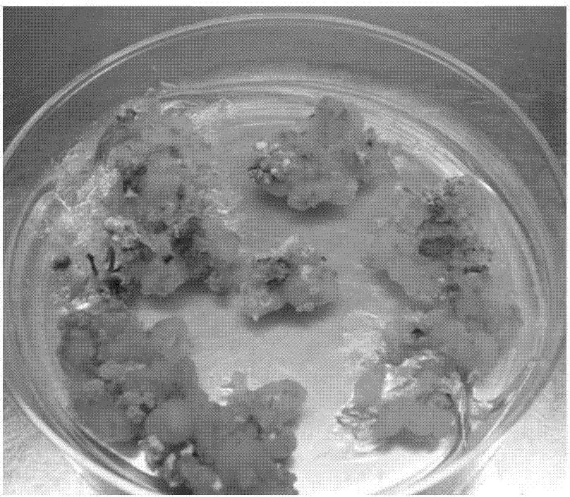 A method of increasing the genetic transformation efficiency of medicago sativa