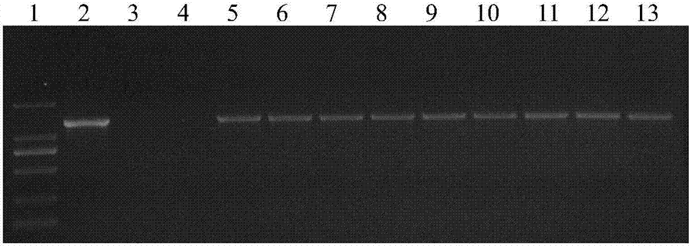 A method of increasing the genetic transformation efficiency of medicago sativa