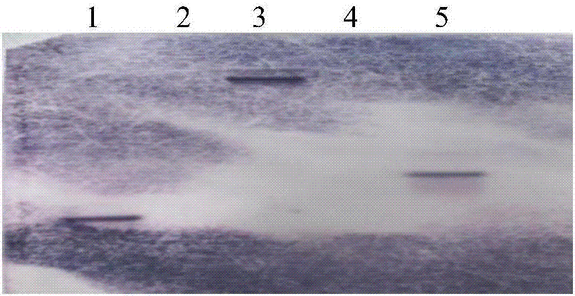 A method of increasing the genetic transformation efficiency of medicago sativa