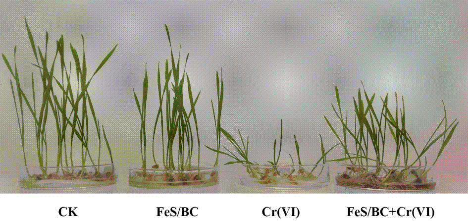 Preparation method and applications of ferrous sulfide/biological carbon composite material