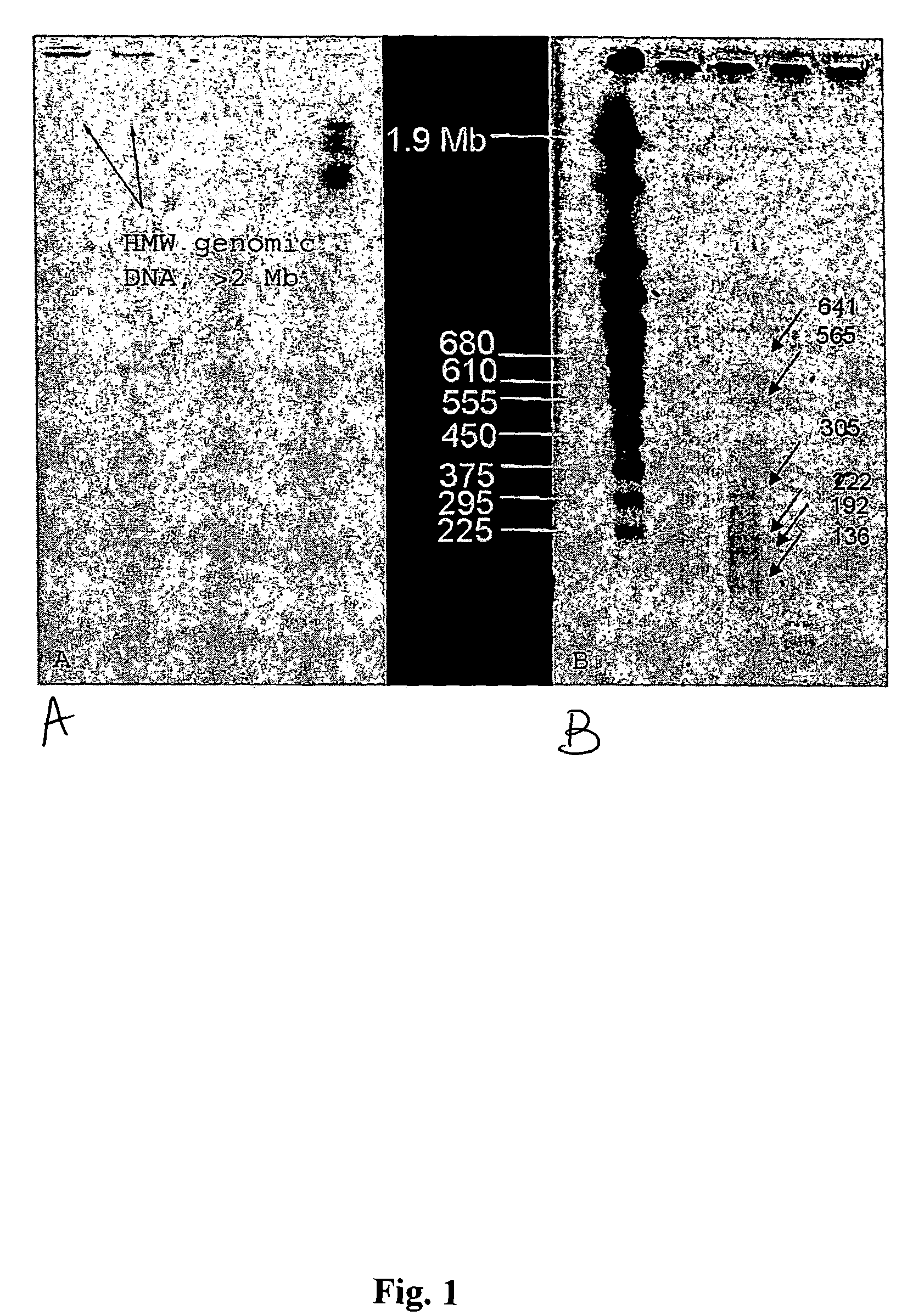 Methods for isolation of nucleic acids from prokaryotic spores