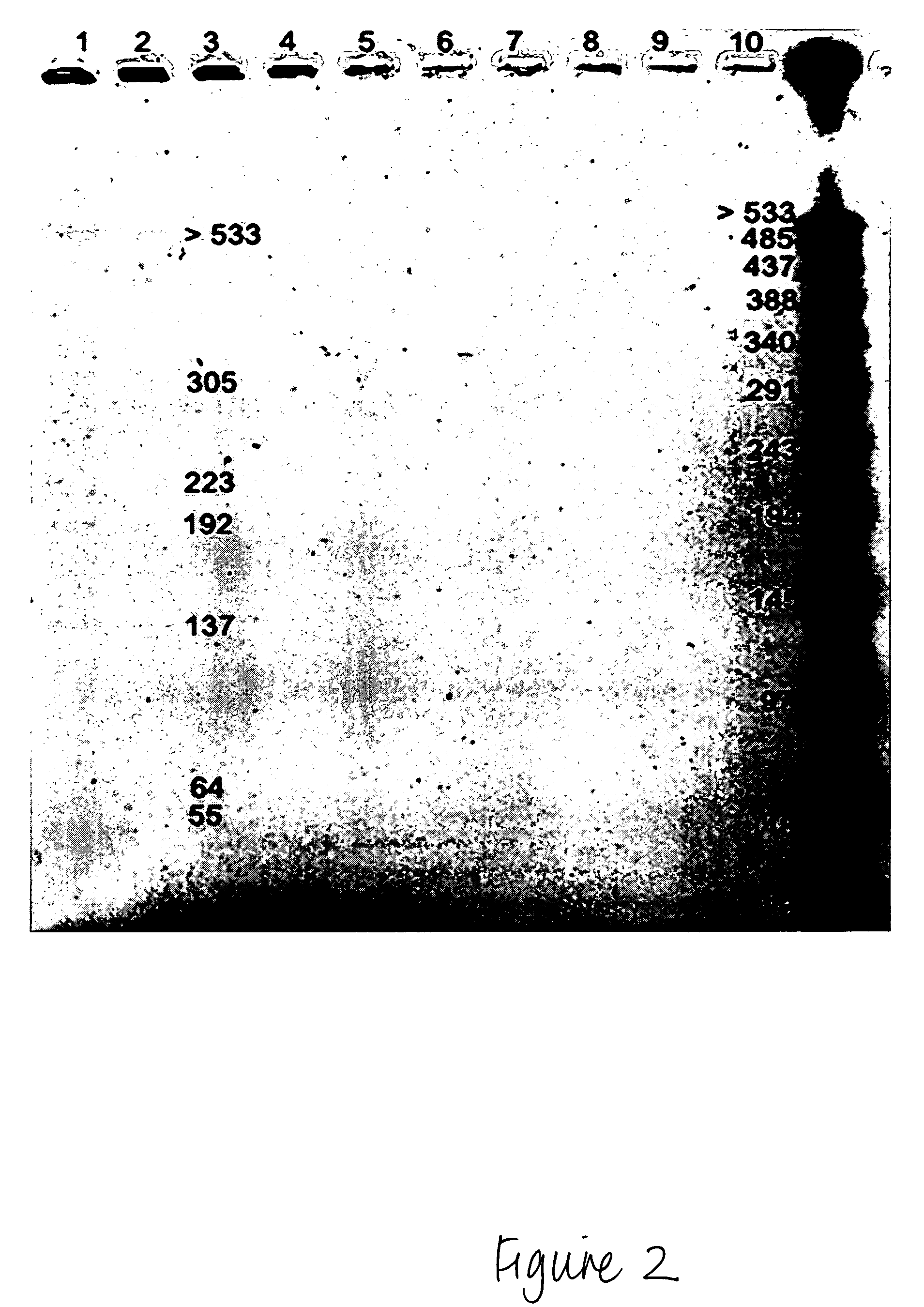 Methods for isolation of nucleic acids from prokaryotic spores