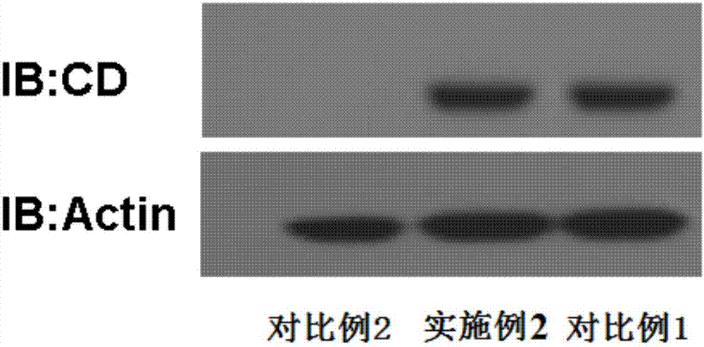 Application of TSPO (Translocator Protein) in treatment of brain glioma and recombinant herpes simplex virus as well as preparation method and application of recombinant herpes simplex virus