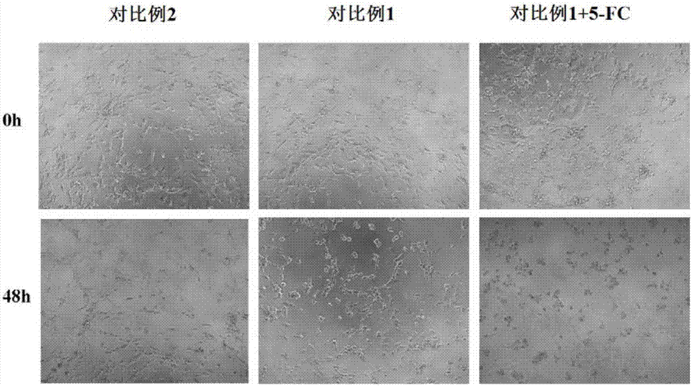 Application of TSPO (Translocator Protein) in treatment of brain glioma and recombinant herpes simplex virus as well as preparation method and application of recombinant herpes simplex virus