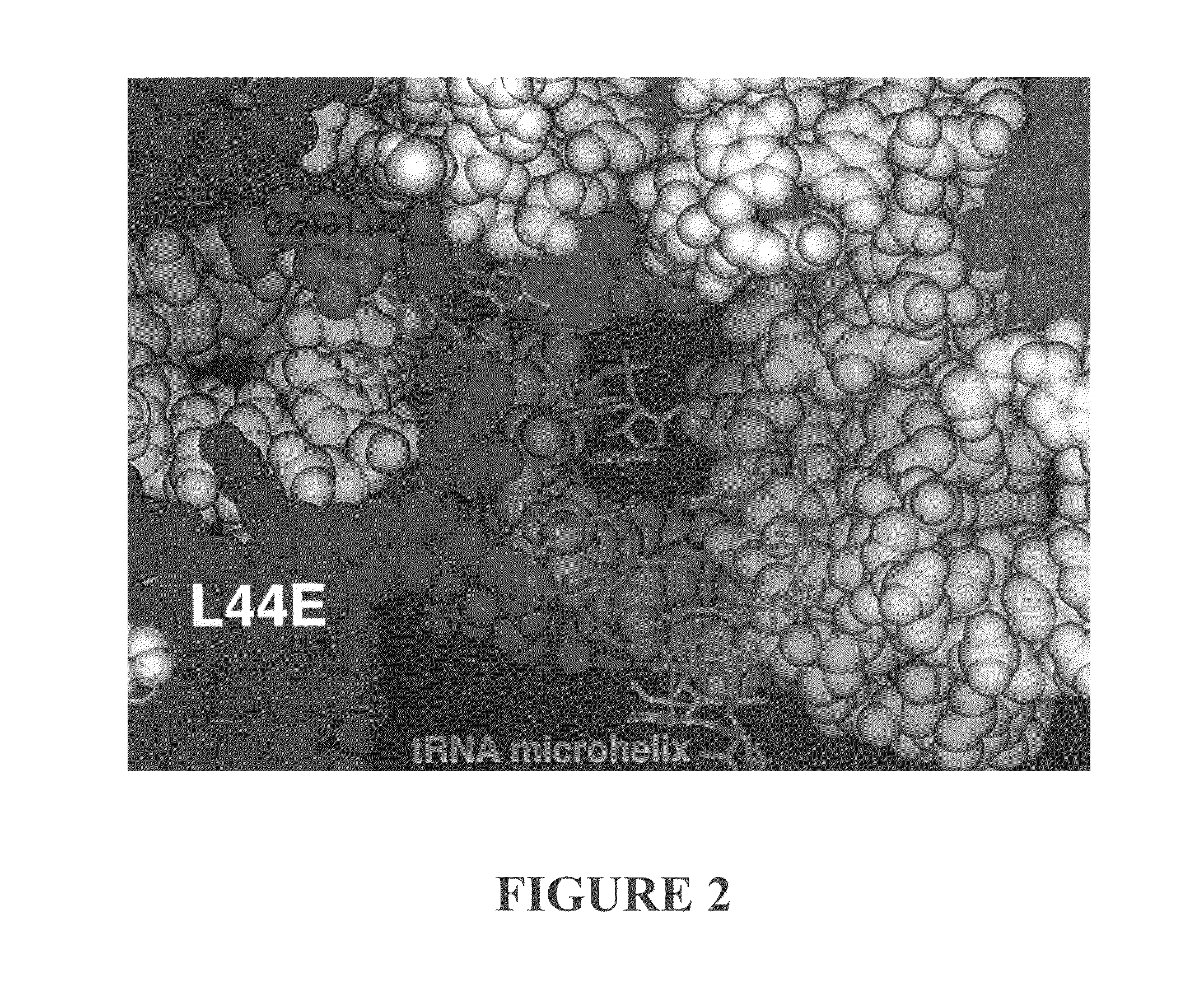 Protein synthesis modulators