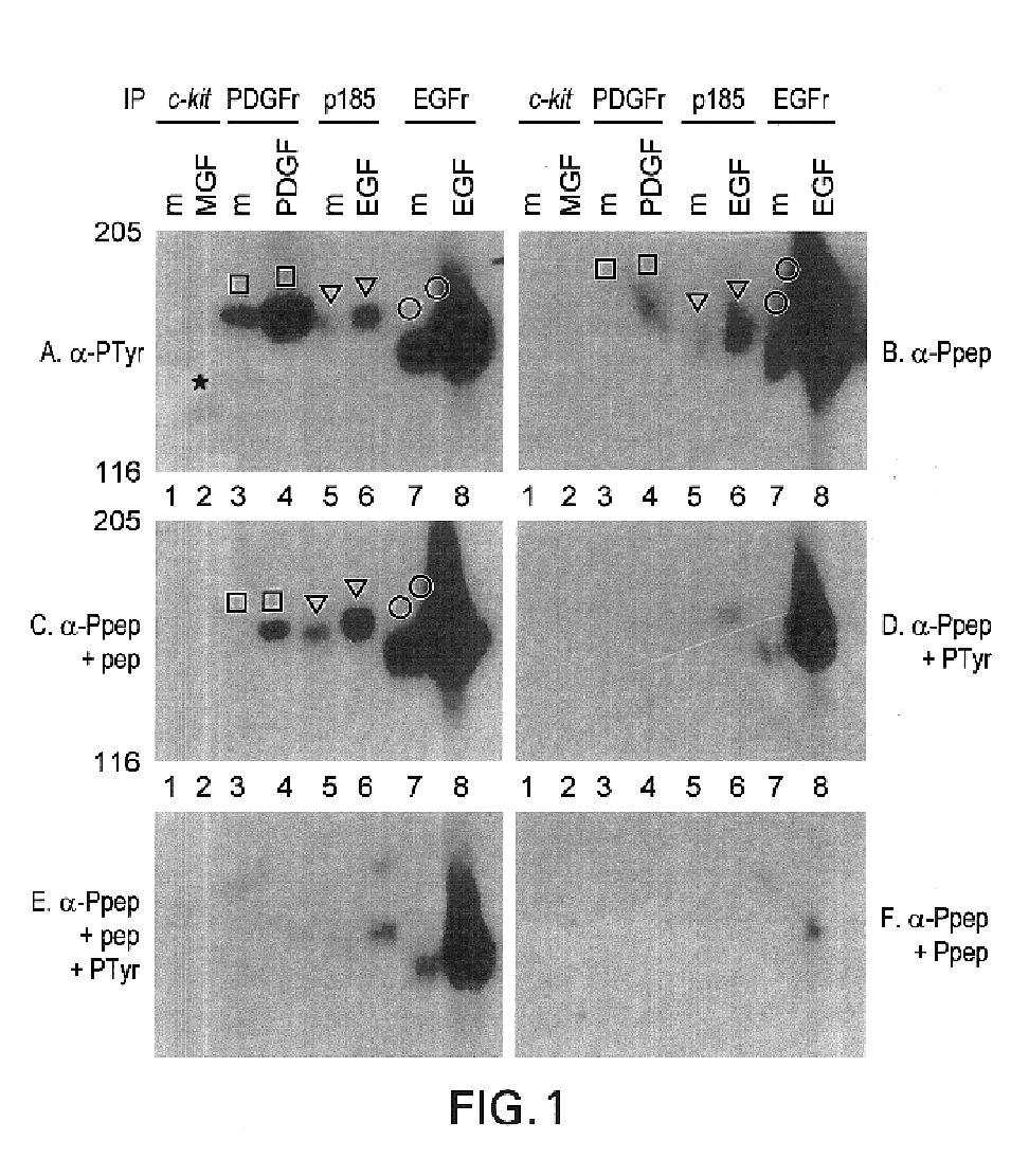 Phosphopeptide-specific antibodies that are activity specific; methods of production and antibody uses