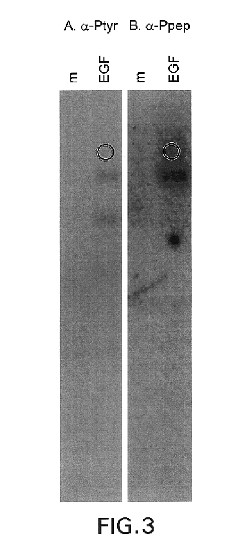 Phosphopeptide-specific antibodies that are activity specific; methods of production and antibody uses