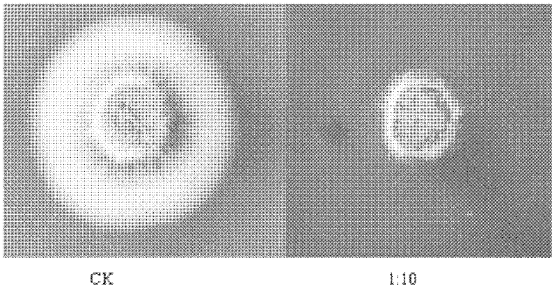 Baclillus subtilis used for controlling cotton verticillium wilt and application thereof