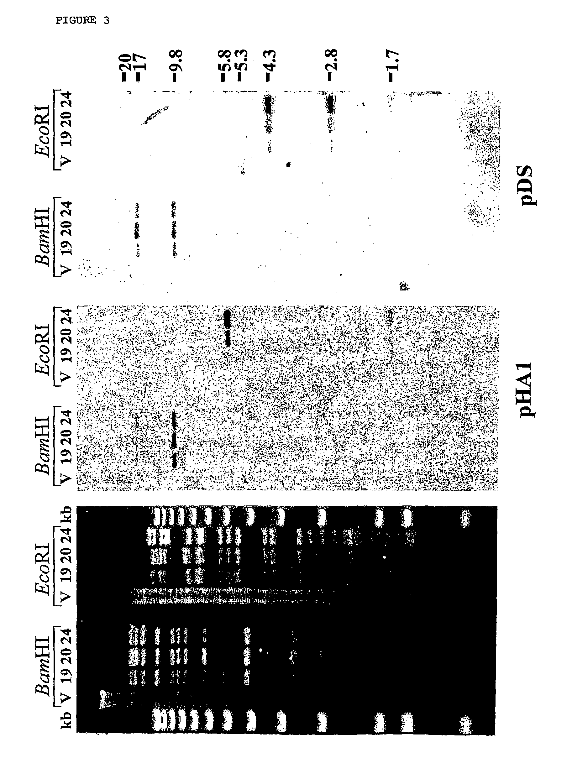 Vaccination against host cell-associated herpes viruses