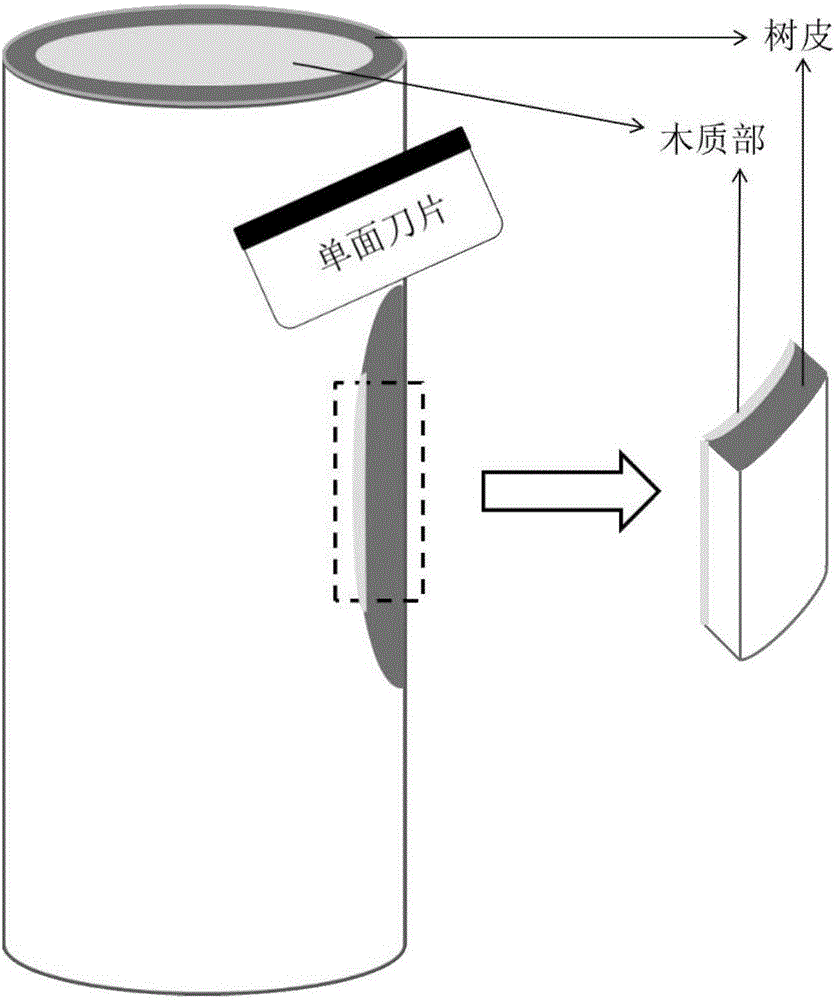 Histochemistry method capable of fast displaying latex vessel of bark of rubber tree