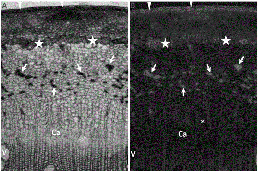 Histochemistry method capable of fast displaying latex vessel of bark of rubber tree