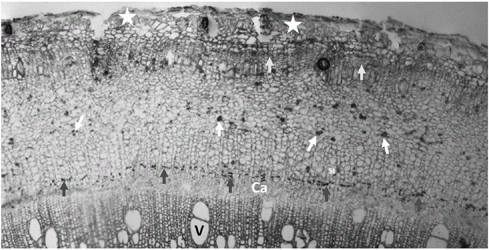 Histochemistry method capable of fast displaying latex vessel of bark of rubber tree