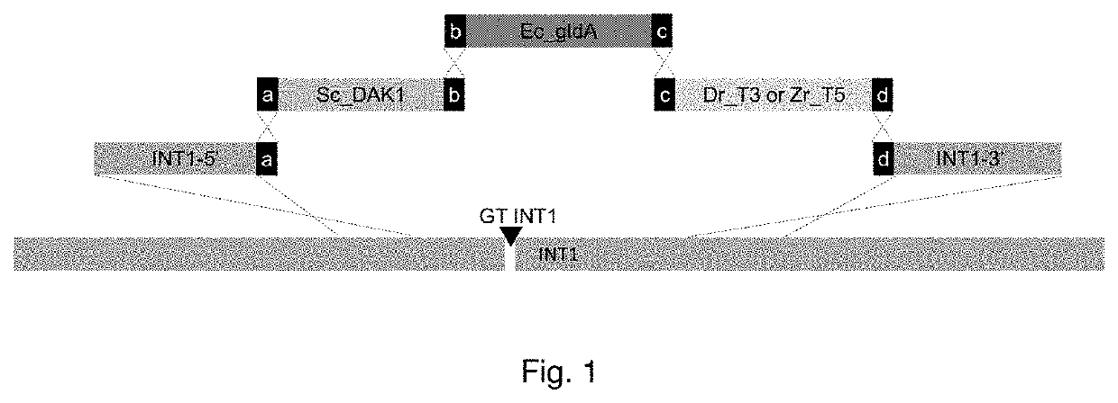 Glycerol free ethanol production