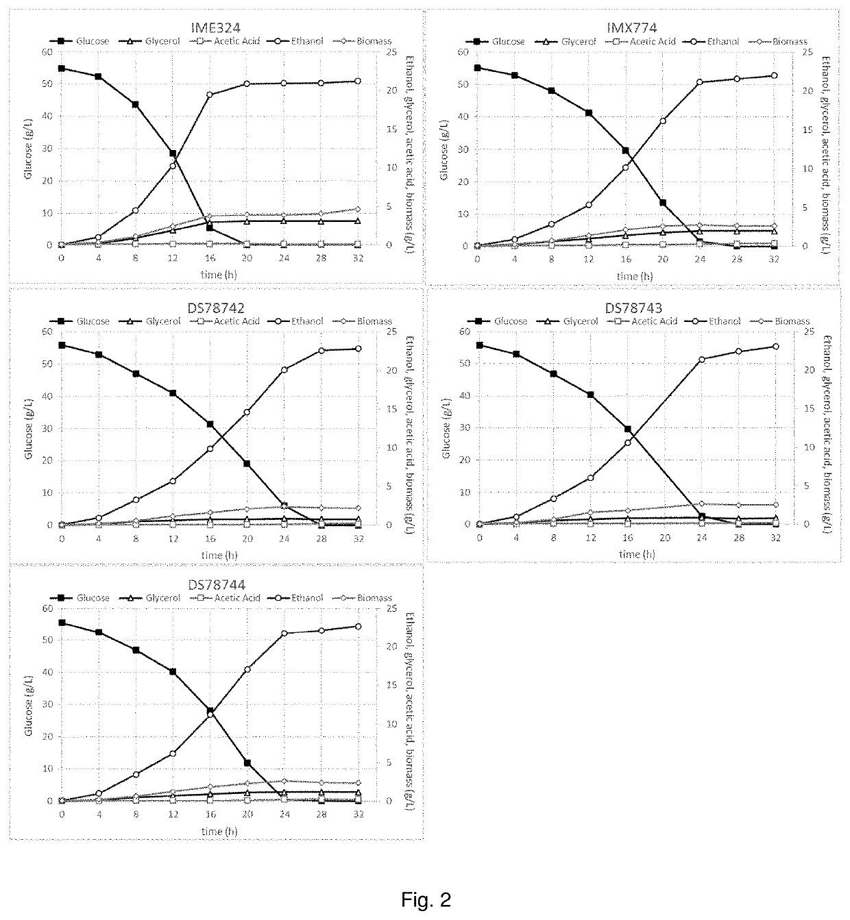 Glycerol free ethanol production