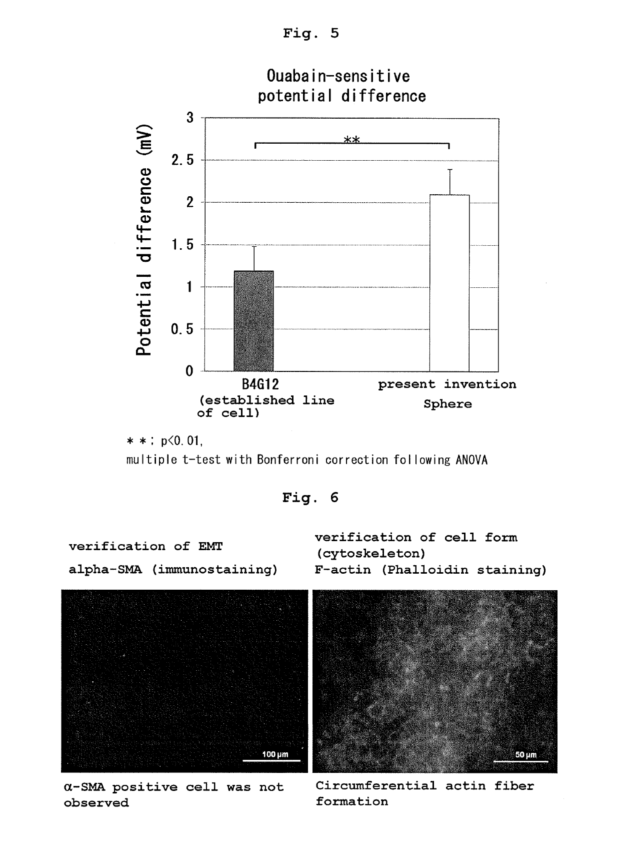 Method for producing therapeutic corneal endothelial substitute cell sphere