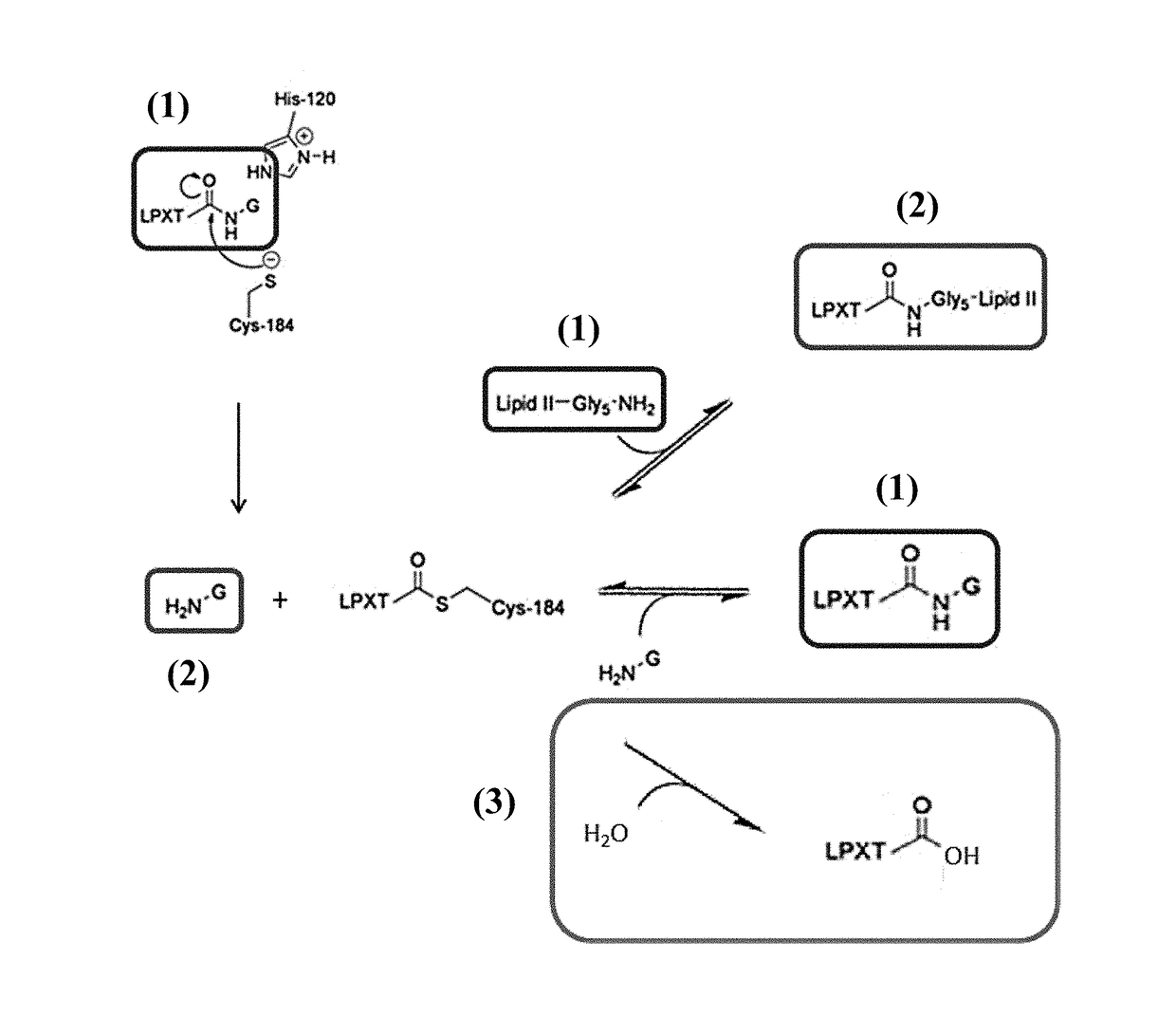 Novel methods for enzyme mediated polypeptide conjugation