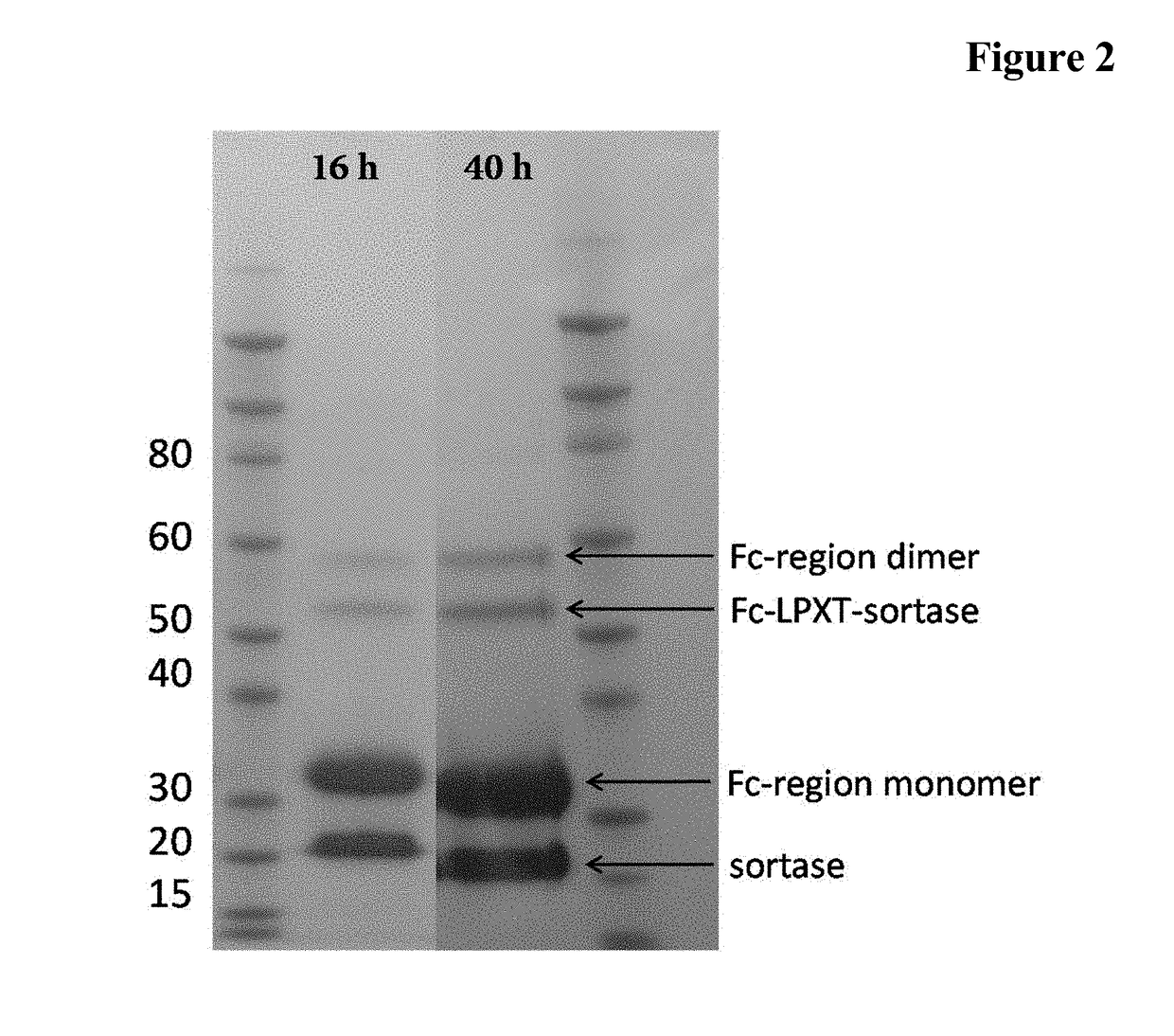 Novel methods for enzyme mediated polypeptide conjugation