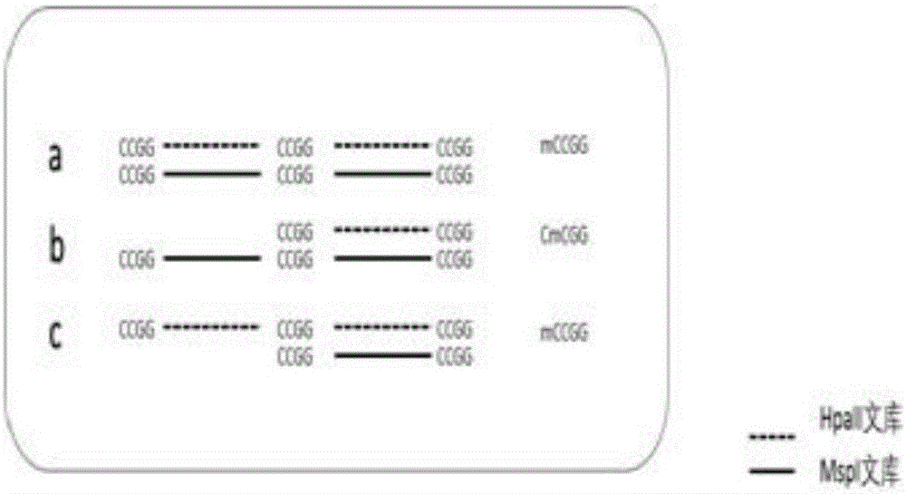 Cytosine methylation excavation method