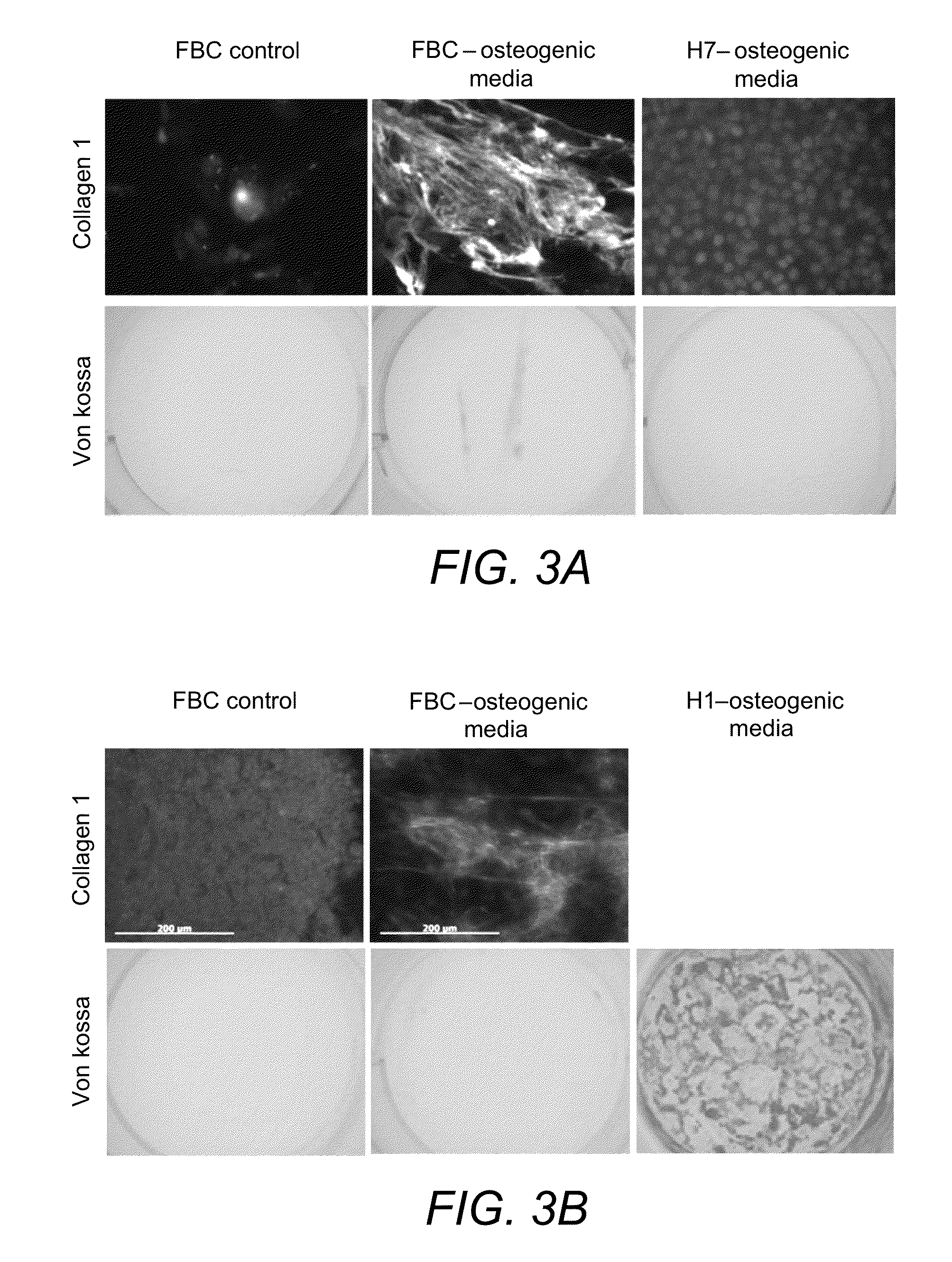 Chondrogenic progenitor cells, protocol for derivation of cells and uses thereof