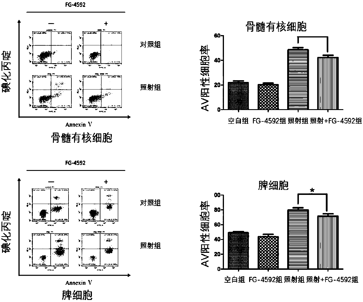 Application of FG-4592 to preparation of drug for preventing acute radiation bone marrow injury