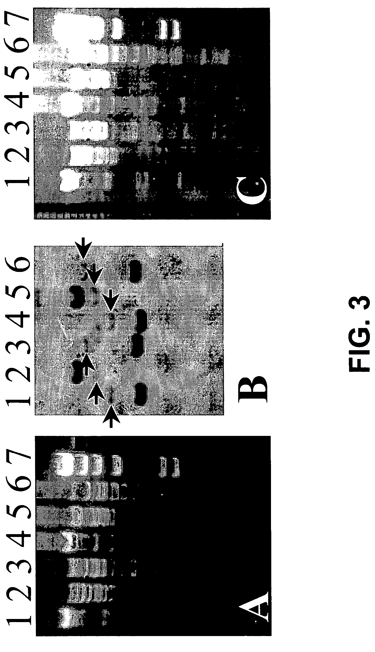 Transgenic screen and method for screening modulators of brain-derived neurotrophic factor (BDNF) production