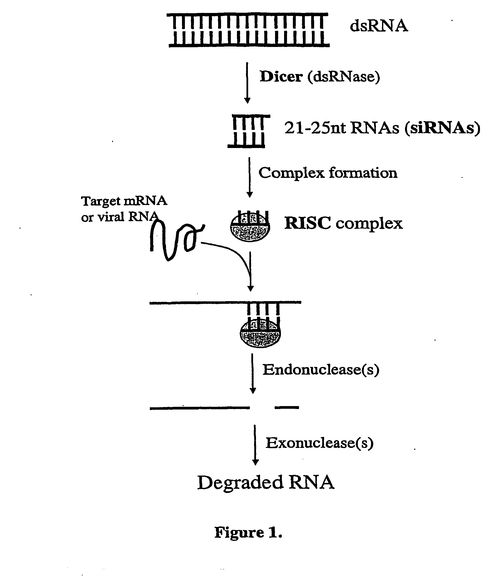 Modified gene-silencing nucleic acid molecules and uses thereof