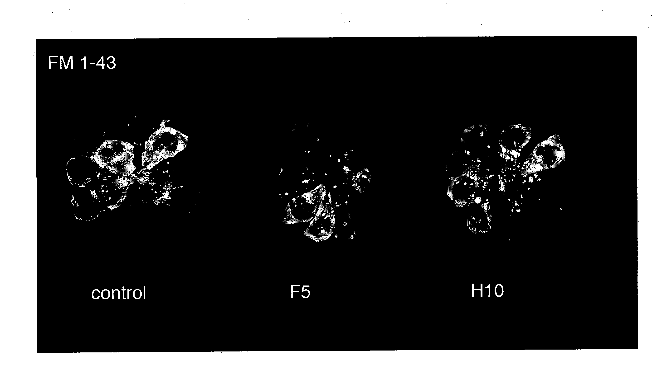 Assay for compounds that protect against sensory hair cell death and compounds identified by same