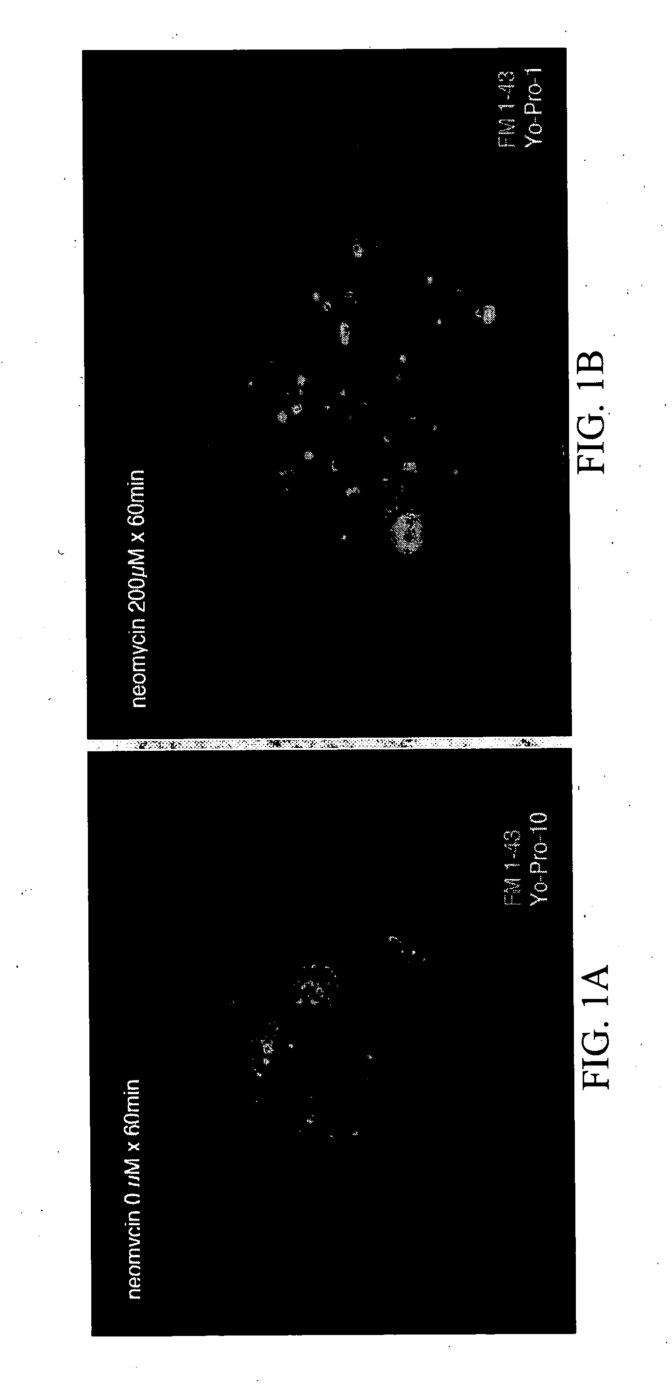 Assay for compounds that protect against sensory hair cell death and compounds identified by same