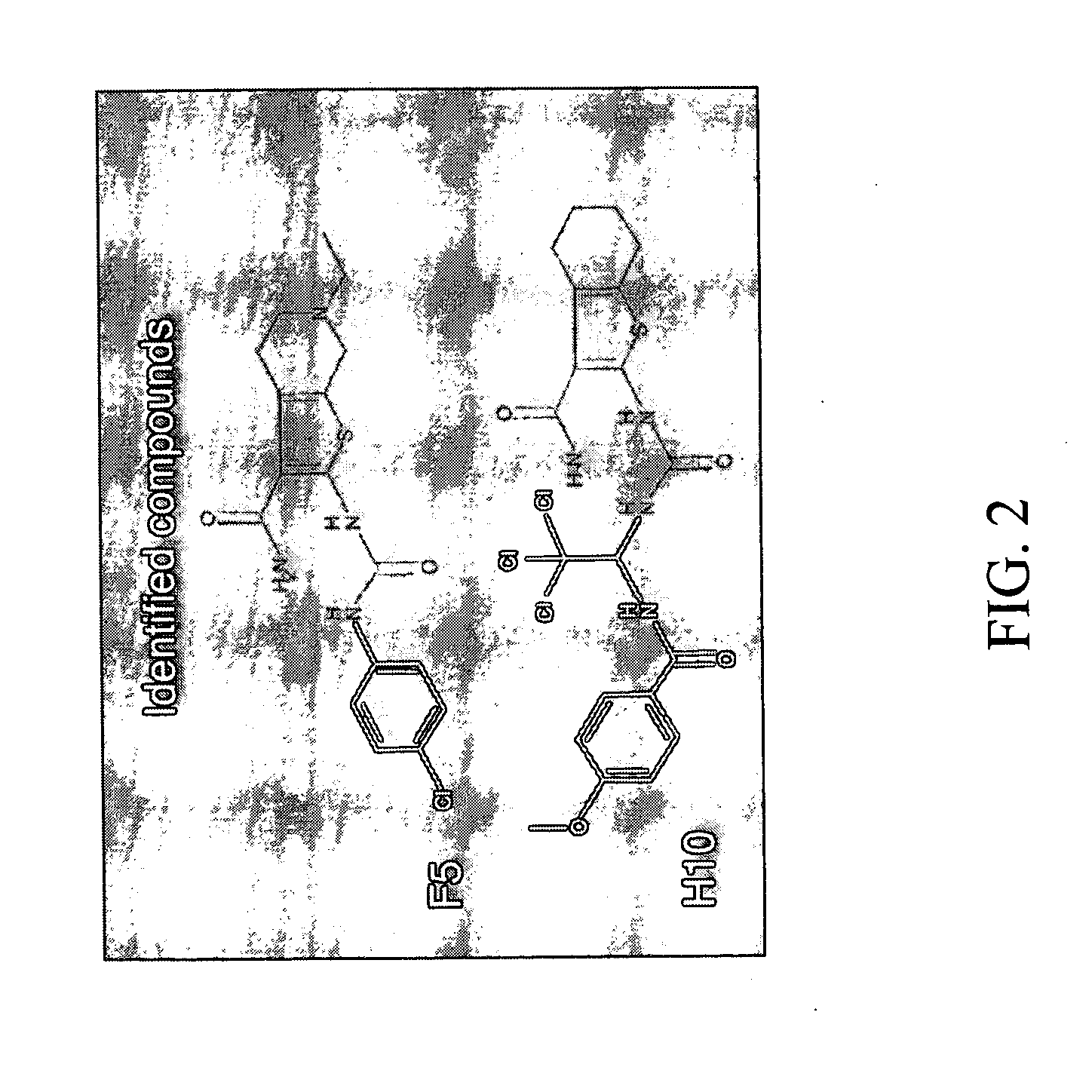 Assay for compounds that protect against sensory hair cell death and compounds identified by same