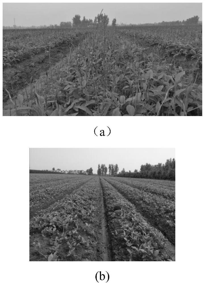 A Light and Simplified Cultivation Method for Preventing Diseases and Insects of Pinellia and Easy Harvesting