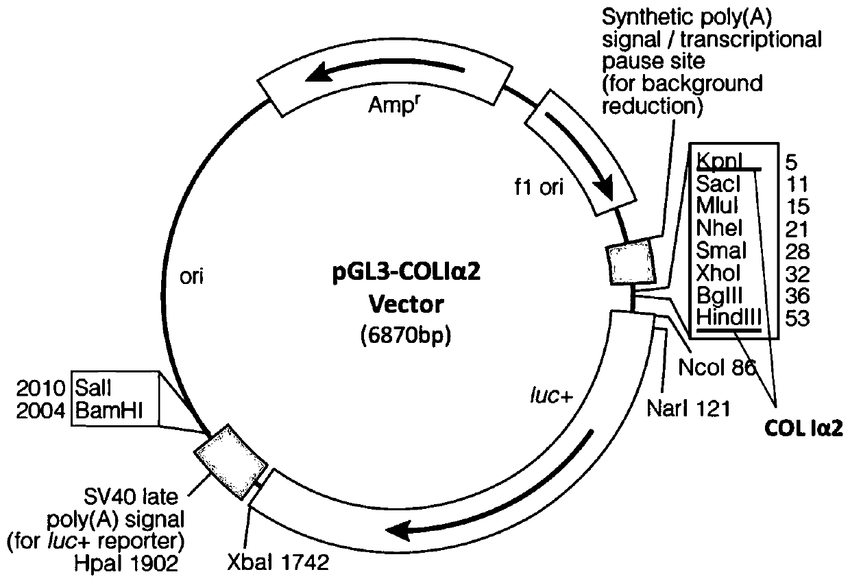 A Class of Ultrashort Peptides for Promoting Collagen Secretion and Its Application